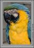 Blue and Gold Macaw, Parrot, ABCV01P02_17B
