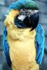 Blue and Gold Macaw, Parrot, ABCV01P02_19