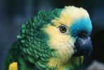 Parrot, ABCV01P03_01.3339