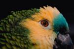 Parrot, ABCV01P03_02.3339