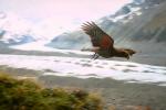 New Zealand, Kea Parrot, ABCV01P03_10.0354