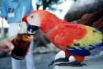 Parrot, Scarlet Macaw, (Ara macao), ABCV01P04_01