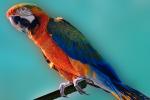 Catalina Macaw, Parrot, ABCV01P04_03.3339