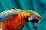 Catalina Macaw, Parrot