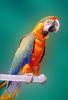 Catalina Macaw, Parrot, ABCV01P04_06.2565