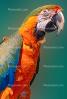 Catalina Macaw, Blue-and-yellow Macaw x Scarlet Macaw hybrid, ABCV01P04_06B.2565