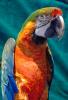 Catalina Macaw, Blue-and-yellow Macaw x Scarlet Macaw hybrid, ABCV01P04_07.1708