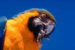 Blue and Gold Macaw, (Ara ararauna), ABCV01P04_12.3339