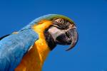 Blue and Gold Macaw, (Ara ararauna), ABCV01P04_13.2565