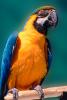 Blue and Gold Macaw, (Ara ararauna), ABCV01P04_14.3339