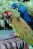 Parrot, ABCV01P04_18.3339
