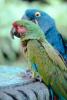 Parrot, ABCV01P05_02.3339