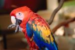 Parrot, Macaw, ABCV01P05_08.3339