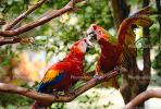 Parrot, Macaw, ABCV01P05_09.2565