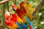 Parrot, Macaw, ABCV01P05_10.3339