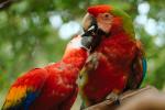 Parrot, Macaw, ABCV01P05_11.3339