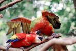 Parrot, Macaw, ABCV01P05_12