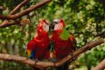 Parrot, Macaw, ABCV01P05_14.3339