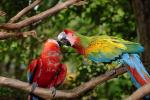 Parrot, Macaw, ABCV01P05_16.3339