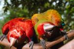 Parrot, Macaw, ABCV01P05_17.3339