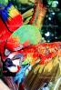 Parrot, Macaw, ABCV01P05_18