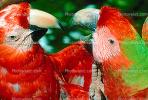 Parrot, Macaw, ABCV01P05_19B.2565