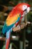 Parrot, Macaw, ABCV01P06_01.3339