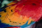 Parrot, Macaw, ABCV01P06_02.3339