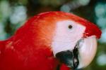 Parrot, Macaw, ABCV01P06_03.3339