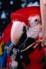 Parrot, Macaw, ABCV01P06_04.3339