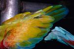 Parrot, Macaw, ABCV01P06_07.1708
