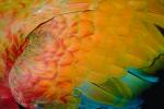 Parrot, Macaw, ABCV01P06_09.3339