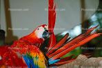 Scarlet Macaw, (Ara macao), ABCV01P06_14.2565