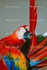 Scarlet Macaw, (Ara macao), ABCV01P06_14B.2565