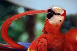 Scarlet Macaw, (Ara macao), curved feather, beak, Psittacidae, Ara, ABCV01P06_15