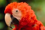 Scarlet Macaw, (Ara macao), ABCV01P06_16.3339