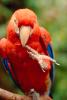 Scarlet Macaw, (Ara macao)