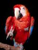 Scarlet Macaw, (Ara macao), parrot, ABCV01P06_18.1708