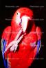 Scarlet Macaw, (Ara macao), ABCV01P06_19