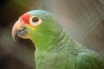 Red - Lored Amazon Parrot, (Amazona autumnalis)