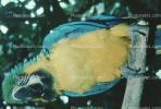 Blue and Gold Macaw, (Ara ararauna), Parrot, ABCV01P07_08