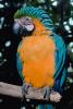 Blue and Gold Macaw, (Ara ararauna), Parrot, ABCV01P07_09.3339