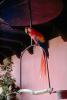 Scarlet Macaw, Guatamala
