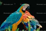 Blue and Gold Macaw, Scarlet Macaw, ABCV01P07_17.2565