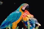 Blue and Gold Macaw, Scarlet Macaw