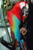 Green-winged Macaw, (Ara chloroptera), ABCV01P08_02.1708