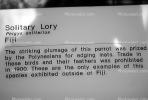 Solitary Lory, (Phigys solitarius), ABCV01P08_07
