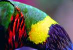 Rainbow Lorikeet, (Trichoglossus molcuccanus), Feather Wing Abstract