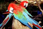 Green-winged Macaw, (Ara chloroptera), ABCV01P10_12