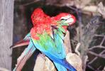 Green-winged Macaw, (Ara chloroptera)
